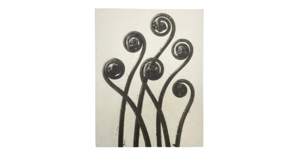 notitieboek Blossfeldt 21x27x1cm blanco vellen