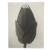 notitieboek Blossfeldt 21x27x1cm blanco vellen