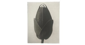 notitieboek Blossfeldt 21x27x1cm blanco vellen
