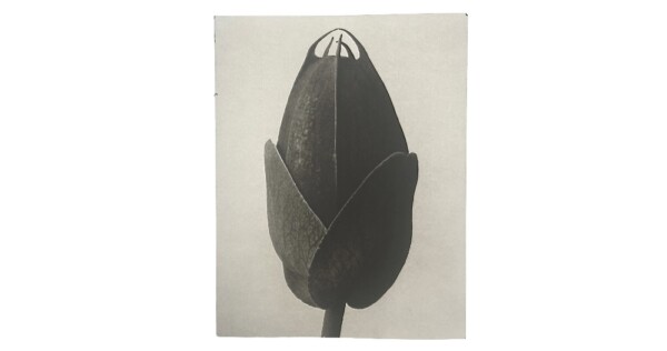 notitieboek Blossfeldt 21x27x1cm blanco vellen
