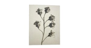 notitieboek Blossfeldt 15x19x1cm blanco vellen