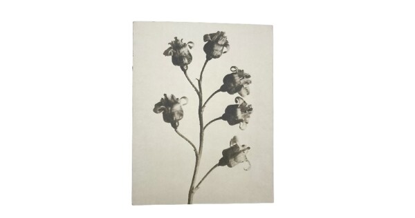 notitieboek Blossfeldt 15x19x1cm blanco vellen